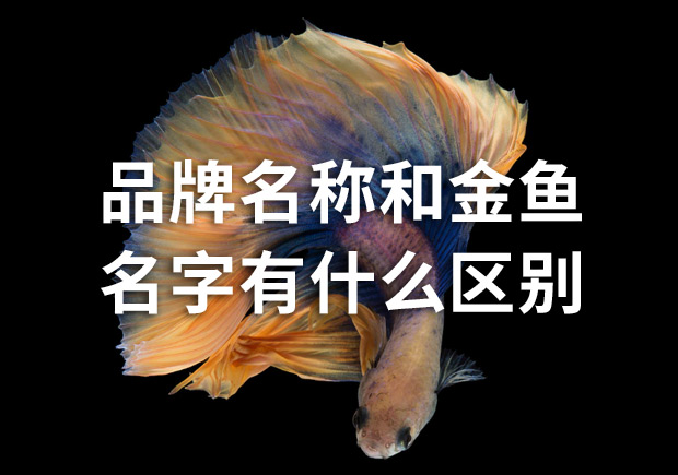 品牌命名公司：品牌名稱和金魚名字有什么區(qū)別？