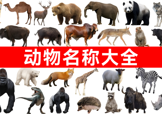 我們正在構(gòu)建網(wǎng)絡(luò)上最全面的動(dòng)物名稱庫(kù)！.jpg